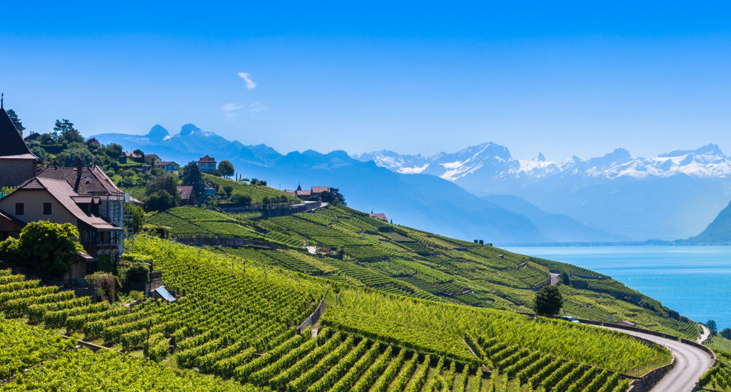 Weinberge Lavaux Lausanne2